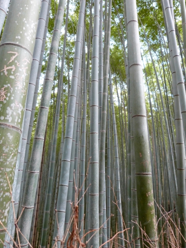 Arashiyama,forêt, bambous