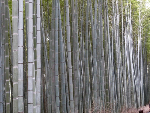 Arashiyama,forêt, bambous