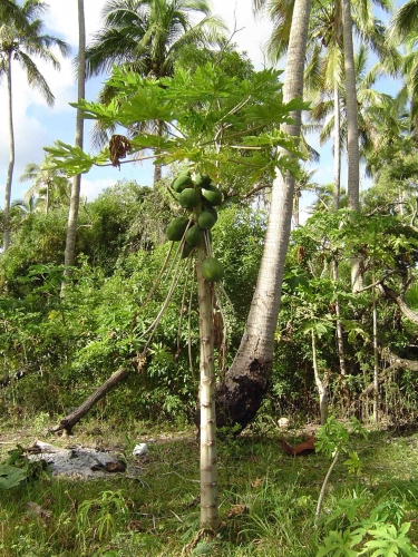 Nouvelle Calédonie, Nouméa, 2004, l'île des Pins