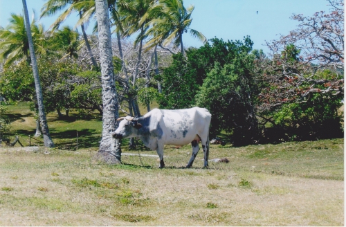 Nouvelle Calédonie, Nouméa, 2004, l'île des Pins