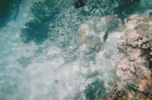 Nouvelle Calédonie, Nouméa, 2004, l'île des Pins