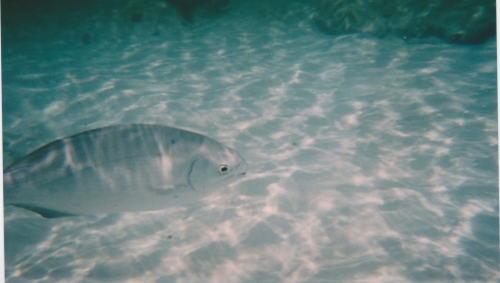 Nouvelle Calédonie, Nouméa, 2004, l'île des Pins