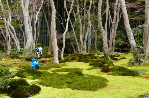 Arashiyama, Gio-ji,jardin, mousses