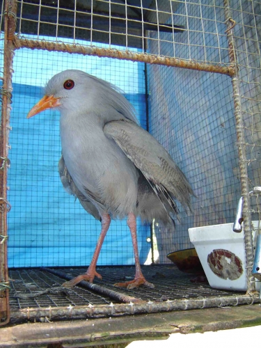 Nouvelle Calédonie, Nouméa, 2004 : La Foa, Farino, Sarraméa, Bourail