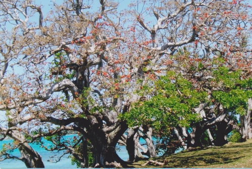 Nouvelle Calédonie, Nouméa, 2004, l'île des Pins