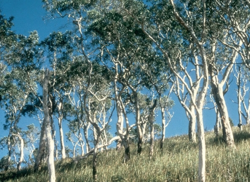 Nouvelle Calédonie, Nouméa, 2004, Centre J M Tjibaou