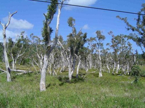 Nouvelle Calédonie, Nouméa, 2004, l'île des Pins