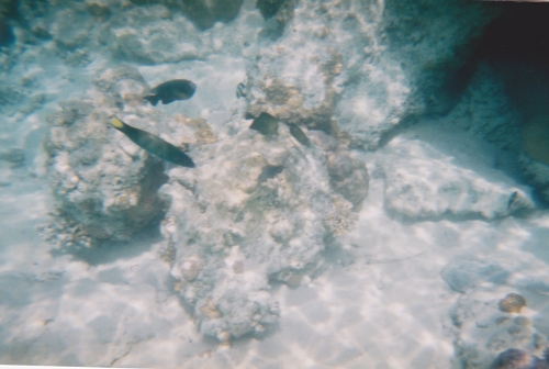 Nouvelle Calédonie, Nouméa, 2004, l'île des Pins