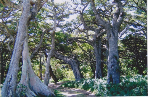 Nouvelle Calédonie, Nouméa, 2004, l'île des Pins