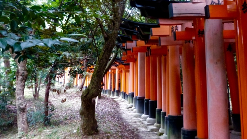 Fushimi Inari Taisha,Kyoto,Torii,