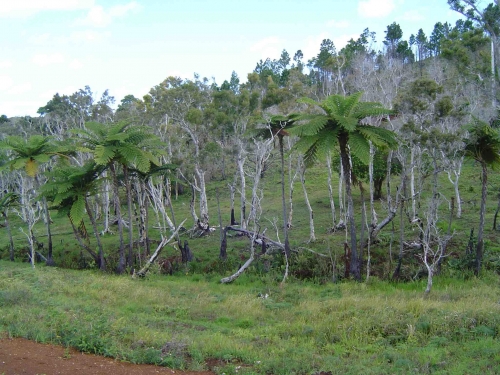 Nouvelle Calédonie, Nouméa, 2004, l'île des Pins