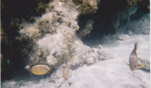 Nouvelle Calédonie, Nouméa, 2004, l'île des Pins