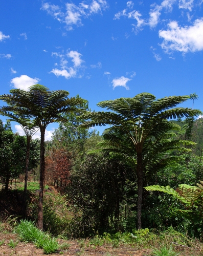 Nouvelle Calédonie, Nouméa, 2004, Centre J M Tjibaou