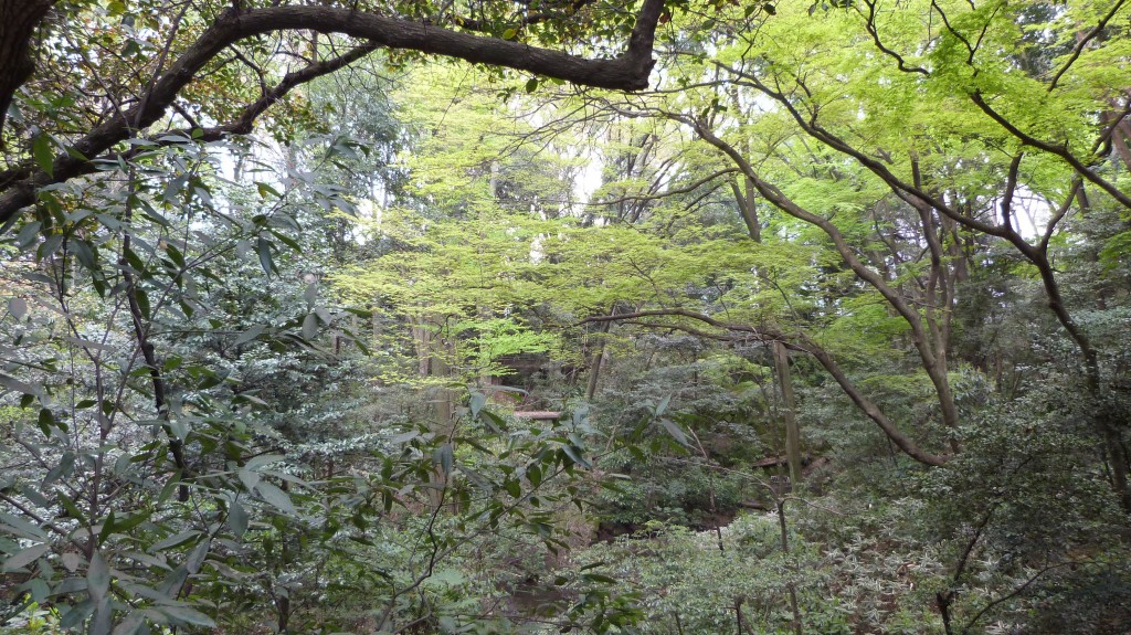Japon, la forêt éternelle