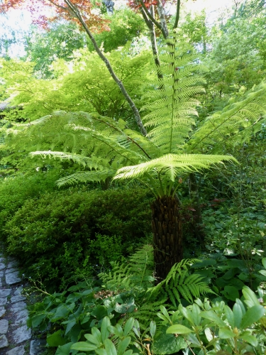 jardin, Petit Bordeaux,Sarthe, caractère,fougères arborescentes